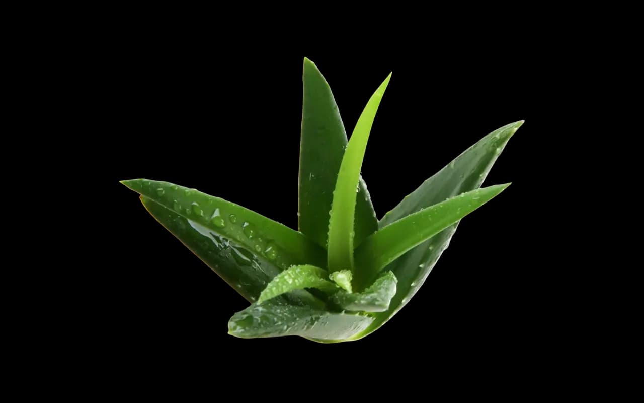 Aloe Vera Powder