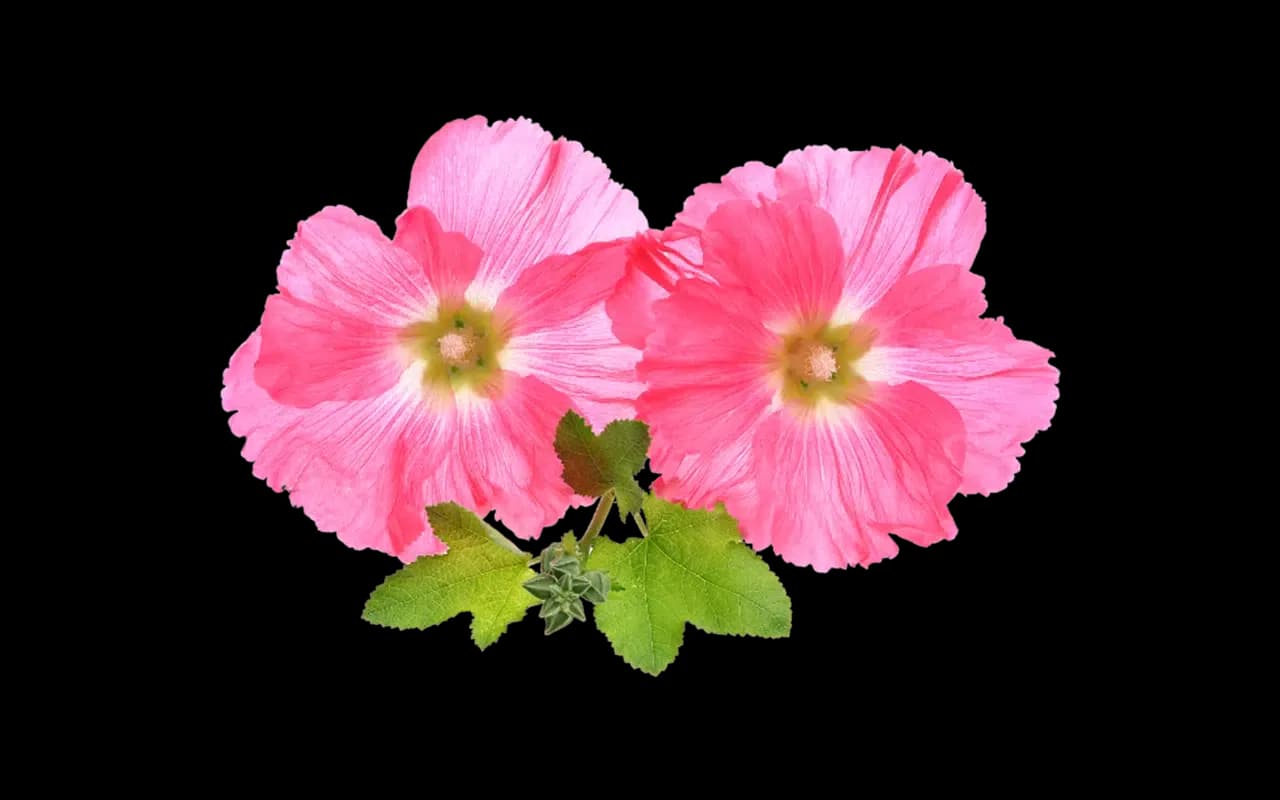 Althaea Officinalis (Marshmallow Root)